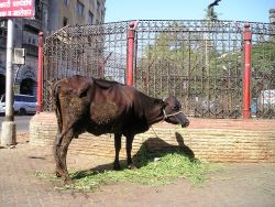 Surti buffalo picture eating grass on street